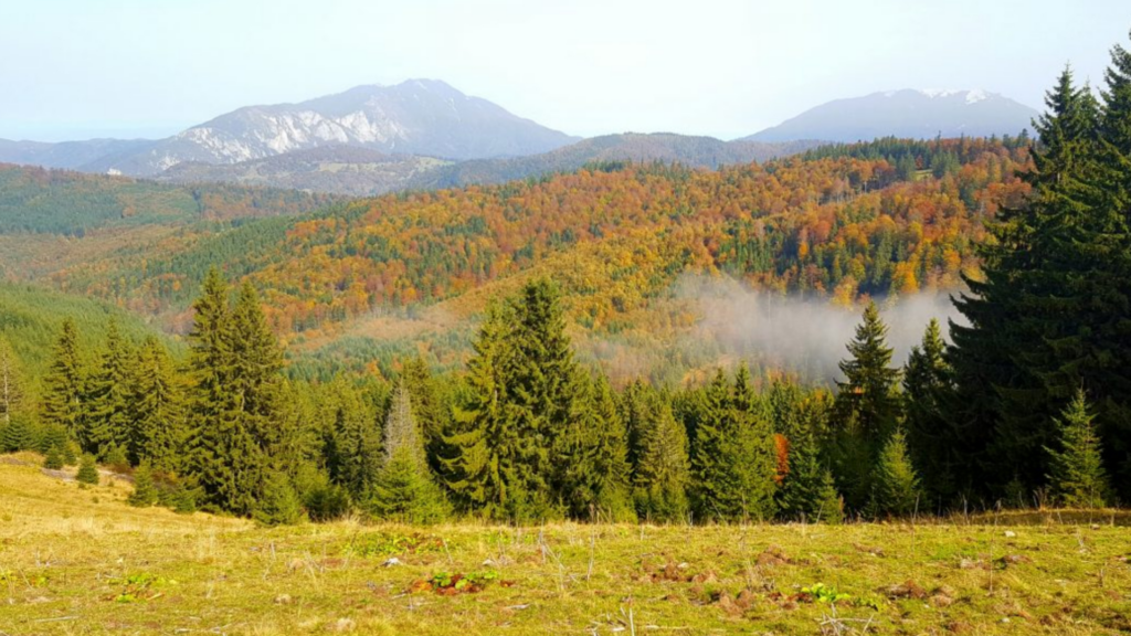 Bușteni 